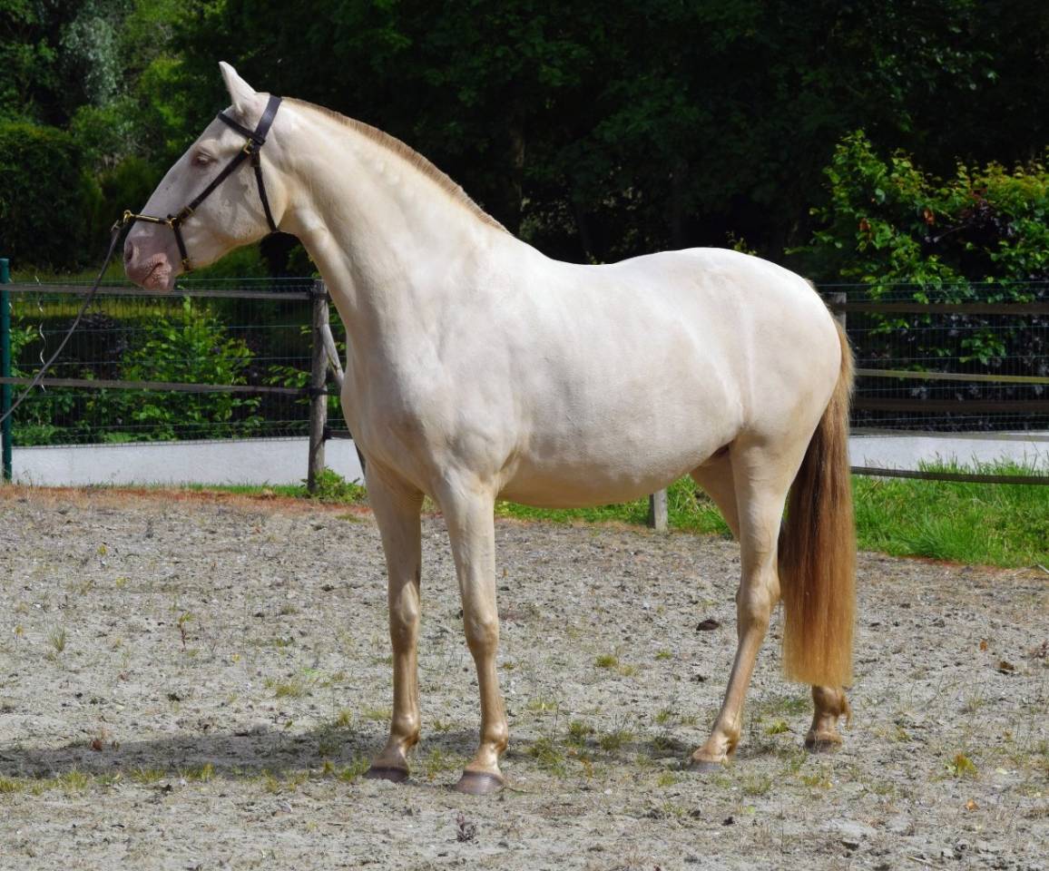 Lusitanienne PSL , pouliche 3 ans, belle g&eacute;n&eacute;tique !