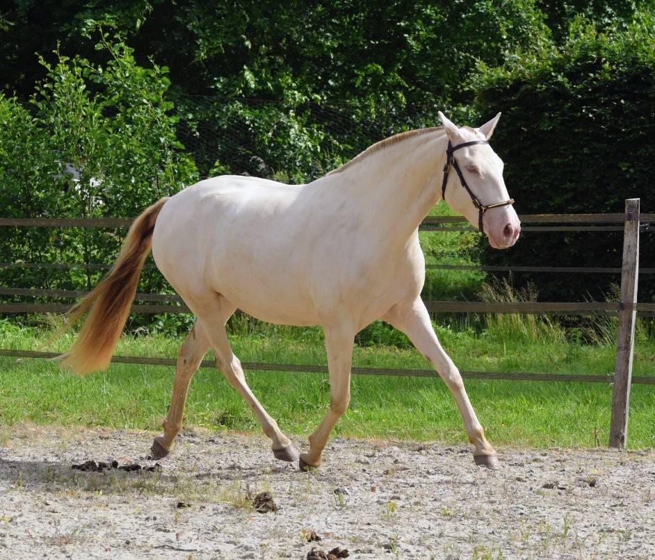 Lusitanienne PSL , pouliche 3 ans, belle g&eacute;n&eacute;tique !