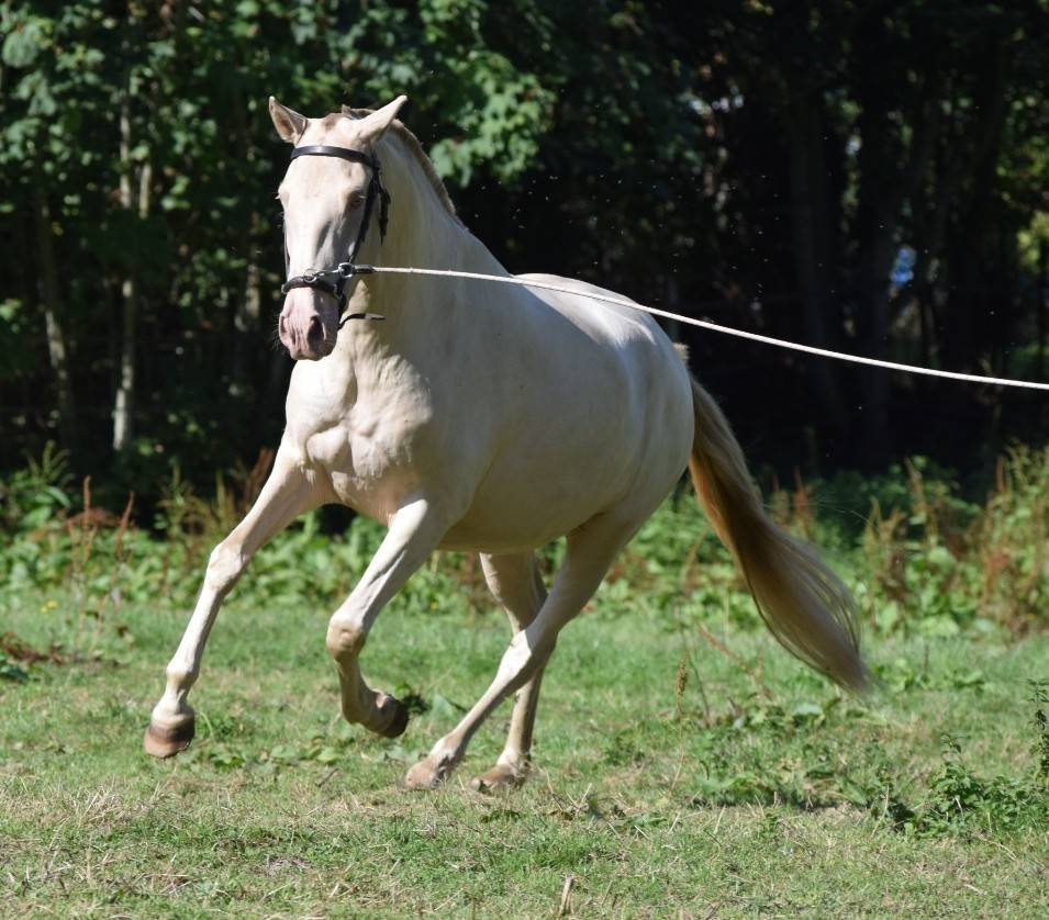 Lusitanienne PSL, 3 ans, &agrave; saisir !