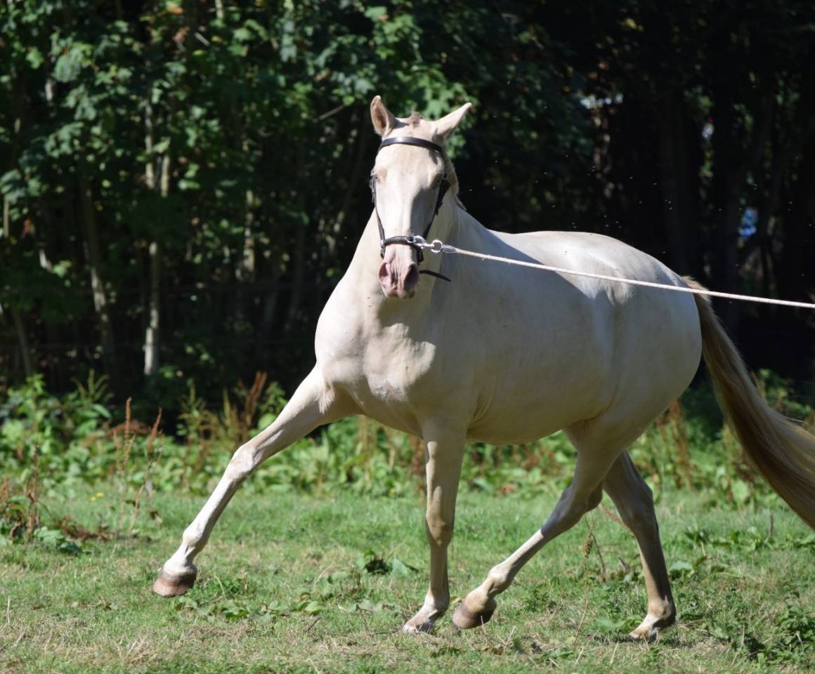 Lusitanienne PSL, 3 ans, &agrave; saisir !