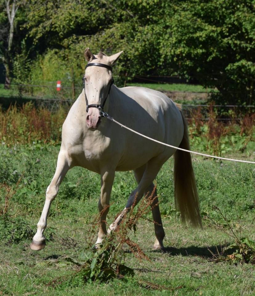Lusitanienne PSL, 3 ans, &agrave; saisir !