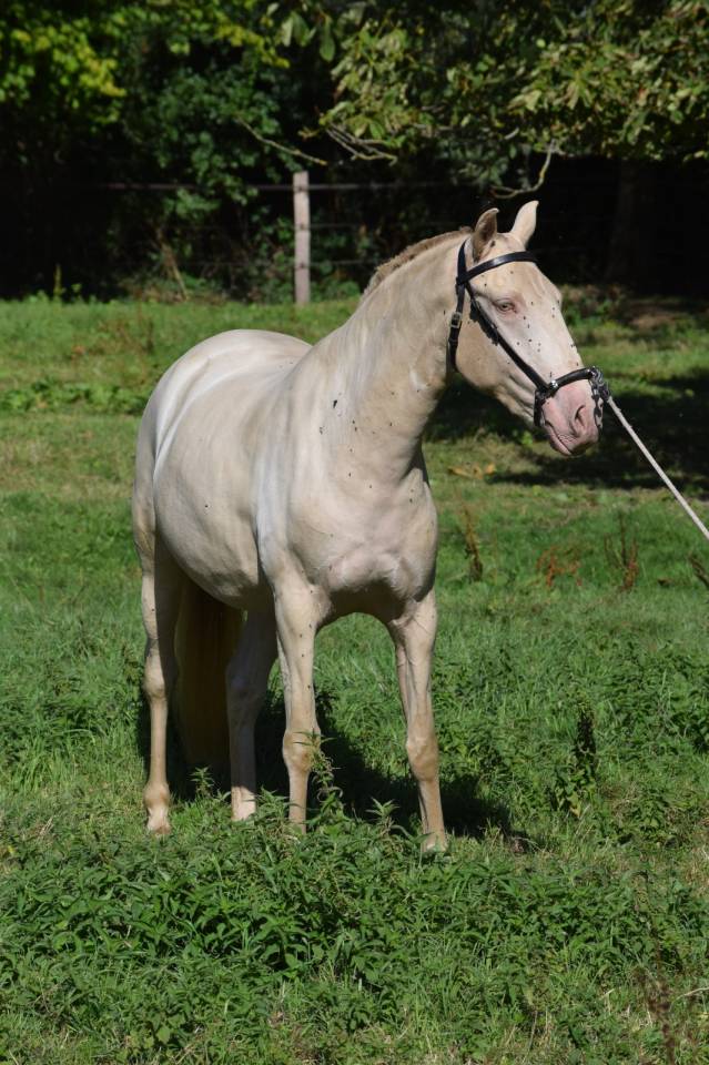 Lusitanienne PSL, 3 ans, &agrave; saisir !