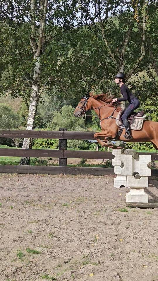 Top et jolie petite jument 