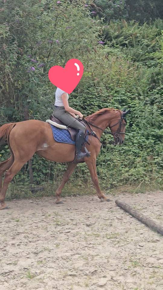 Top et jolie petite jument 
