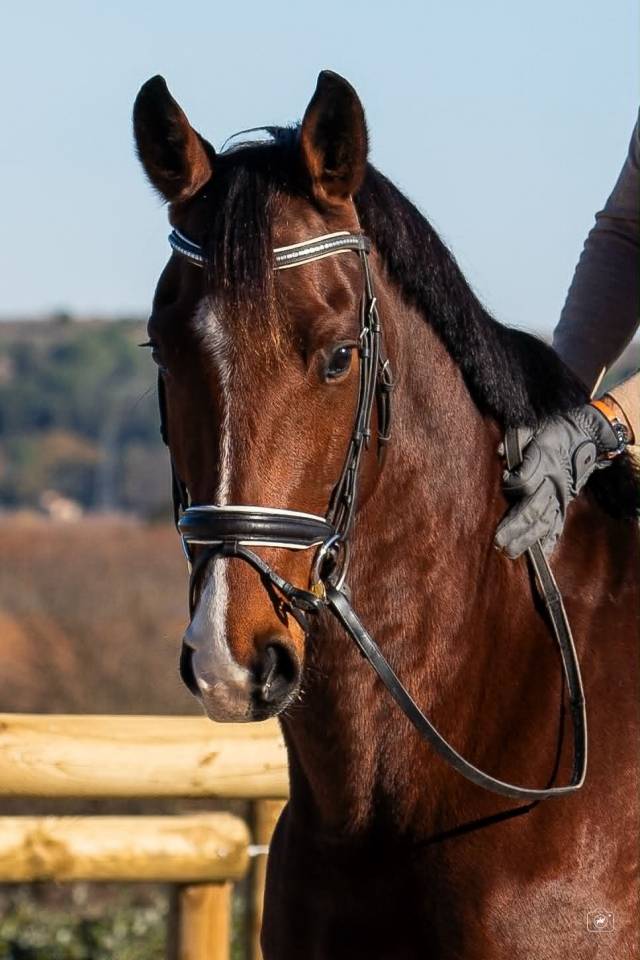 Hongre - KWPN - 7 ans - Dressage - France