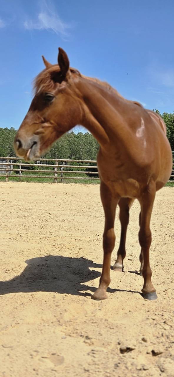 Ponette New forest 1 an taille D 