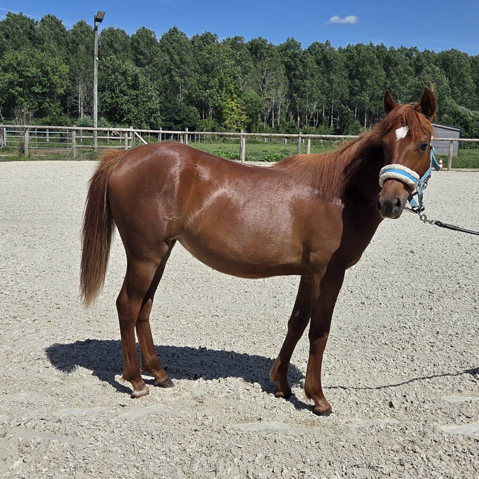 Ponette New forest 1 an taille D 