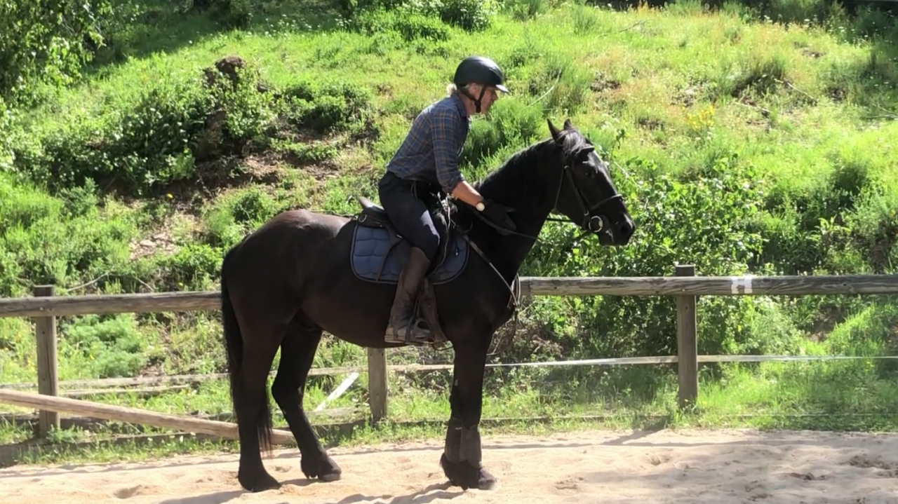 Hongre M&eacute;rens dress&eacute; sous la selle
