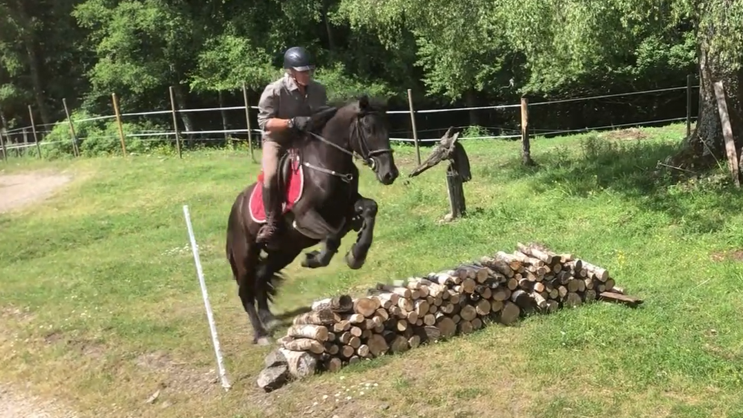 Hongre M&eacute;rens dress&eacute; sous la selle
