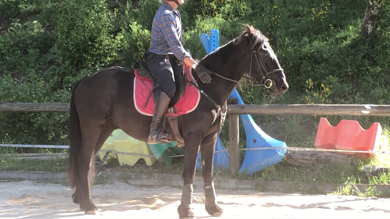 Hongre M&eacute;rens dress&eacute; sous la selle