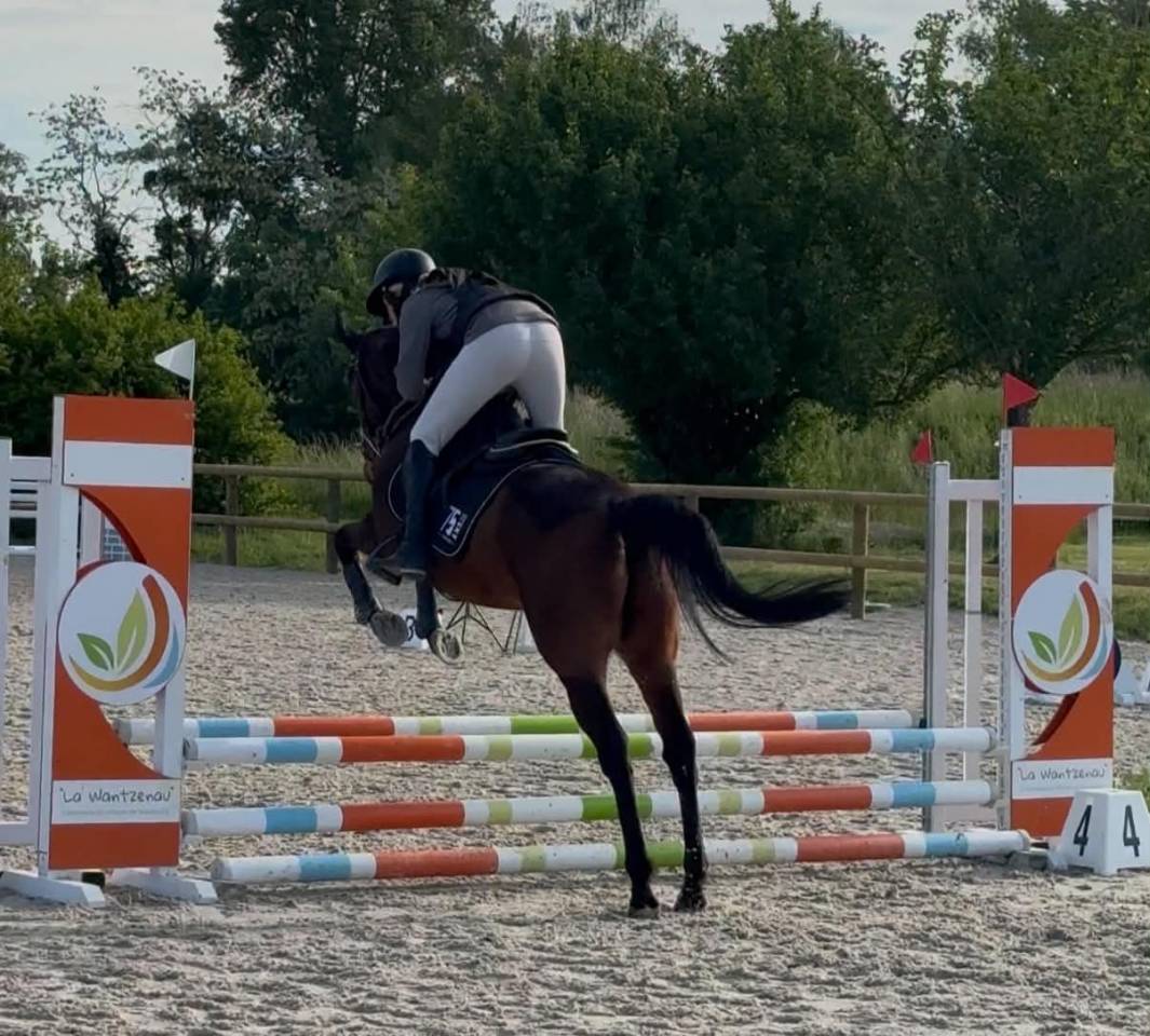 Chouette Hongre CLUB 2 - id&eacute;al Club - CSO 