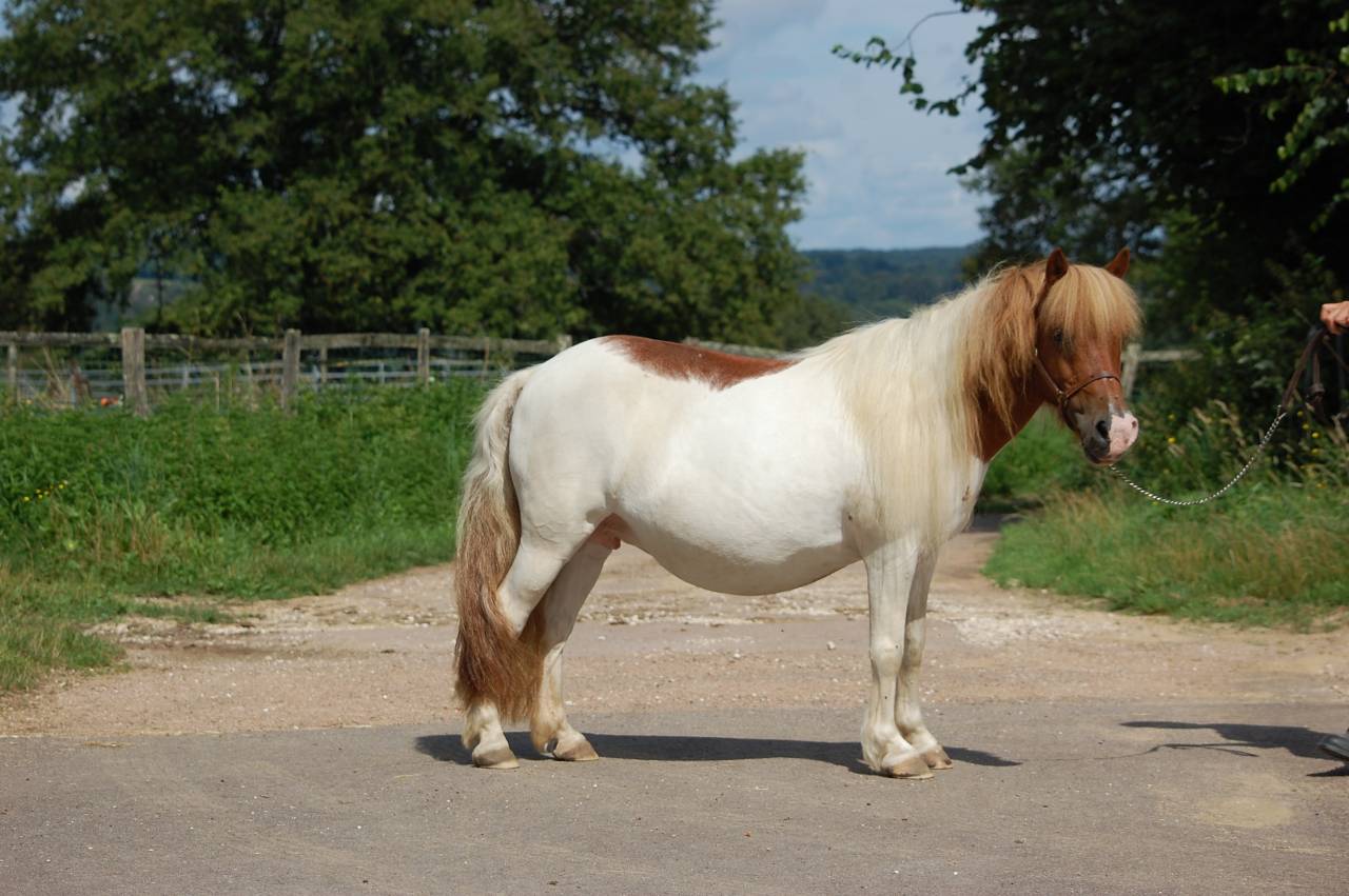 Ponette shetland PP suit&eacute;e