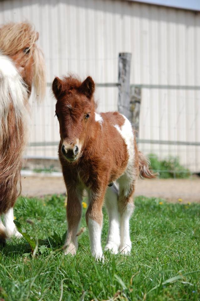 Ponette shetland PP suit&eacute;e