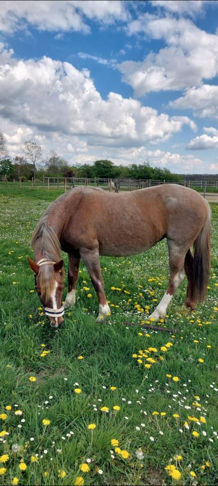 Ponette &agrave; vendre 