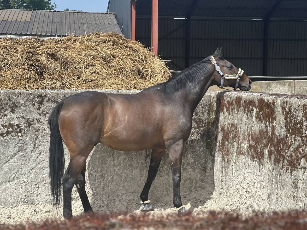 Cheval de loisir
