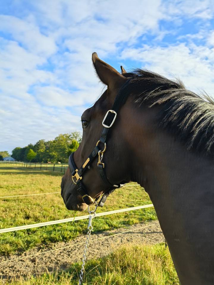 Dark Devil, magnifique hongre