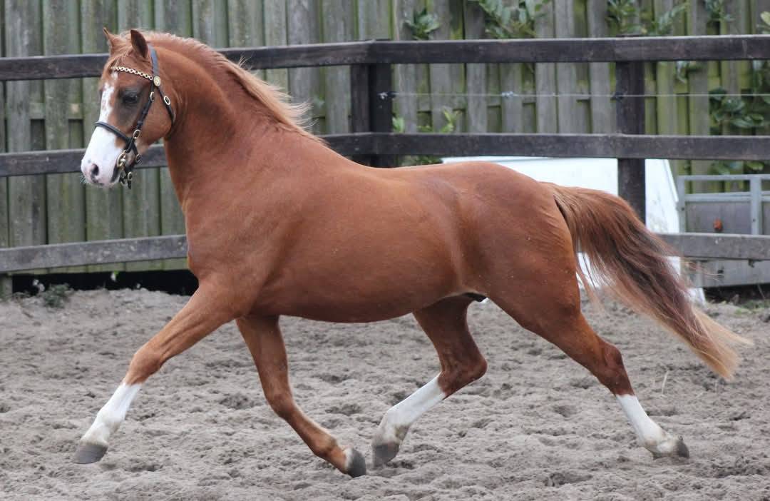 Pouliche 2026 pp Welsh B
