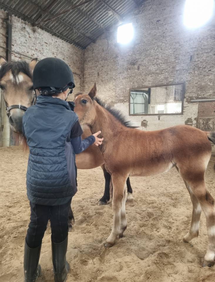 Pouliche 2026 pp Welsh B