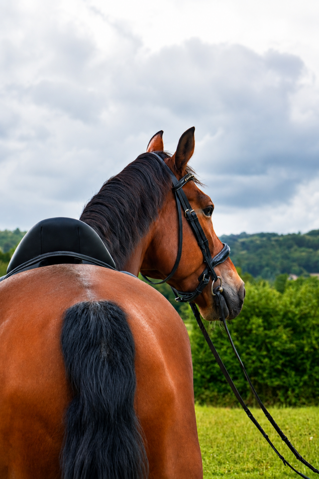 Hongre - KWPN - 12 ans - Dressage - France