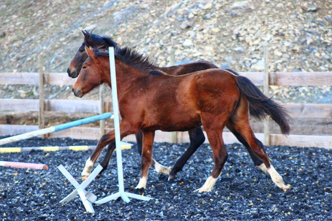 Poulain Pure Race Espagnol PP