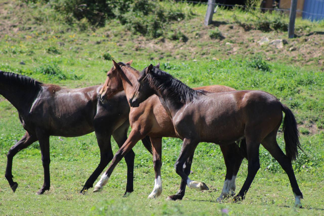 Poulain Pure Race Espagnol PP
