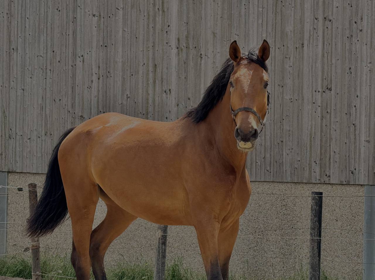 Jeune cheval d&rsquo;avenir , polyvalent et bien dans sa t&ecirc;te