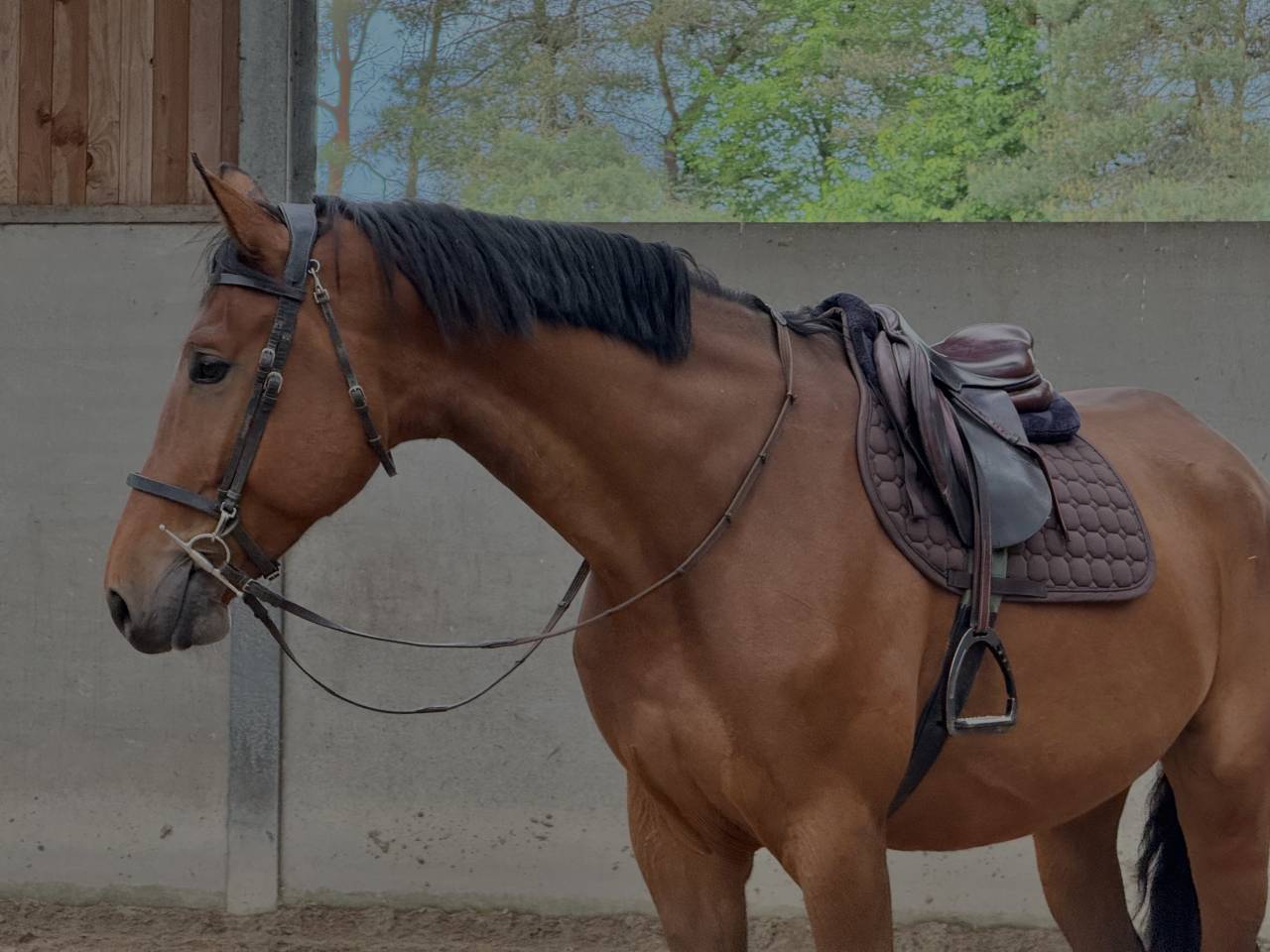 Jeune cheval d&rsquo;avenir , polyvalent et bien dans sa t&ecirc;te