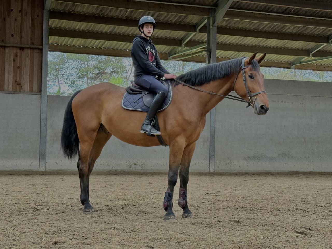 Jeune cheval d&rsquo;avenir , polyvalent et bien dans sa t&ecirc;te