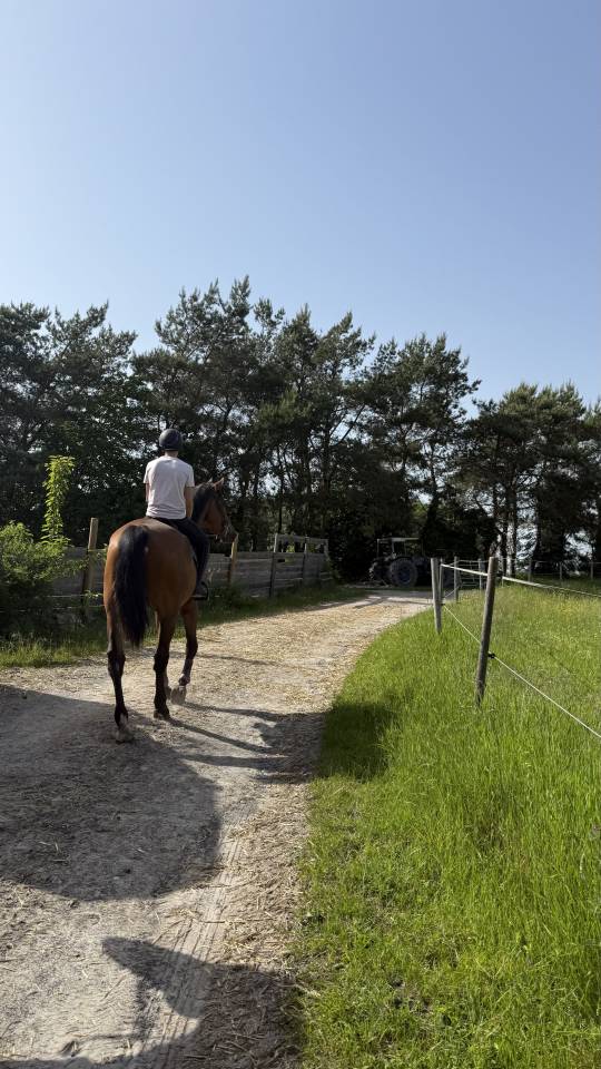 Jeune cheval d&rsquo;avenir , polyvalent et bien dans sa t&ecirc;te