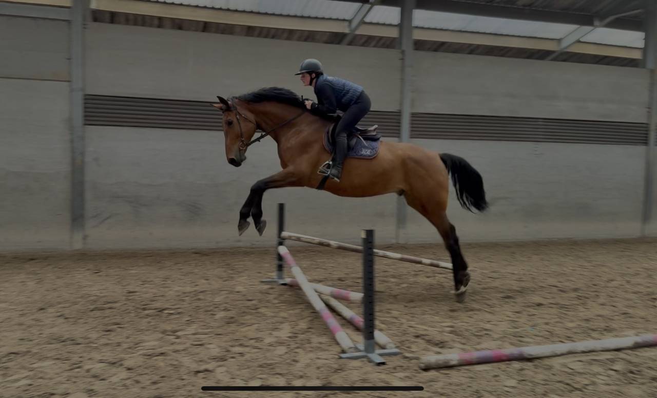 Jeune cheval d&rsquo;avenir , polyvalent et bien dans sa t&ecirc;te