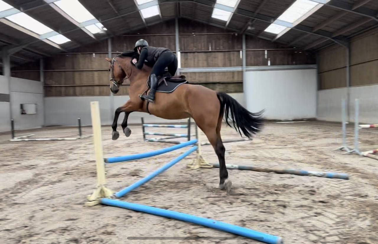 Jeune cheval d&rsquo;avenir , polyvalent et bien dans sa t&ecirc;te