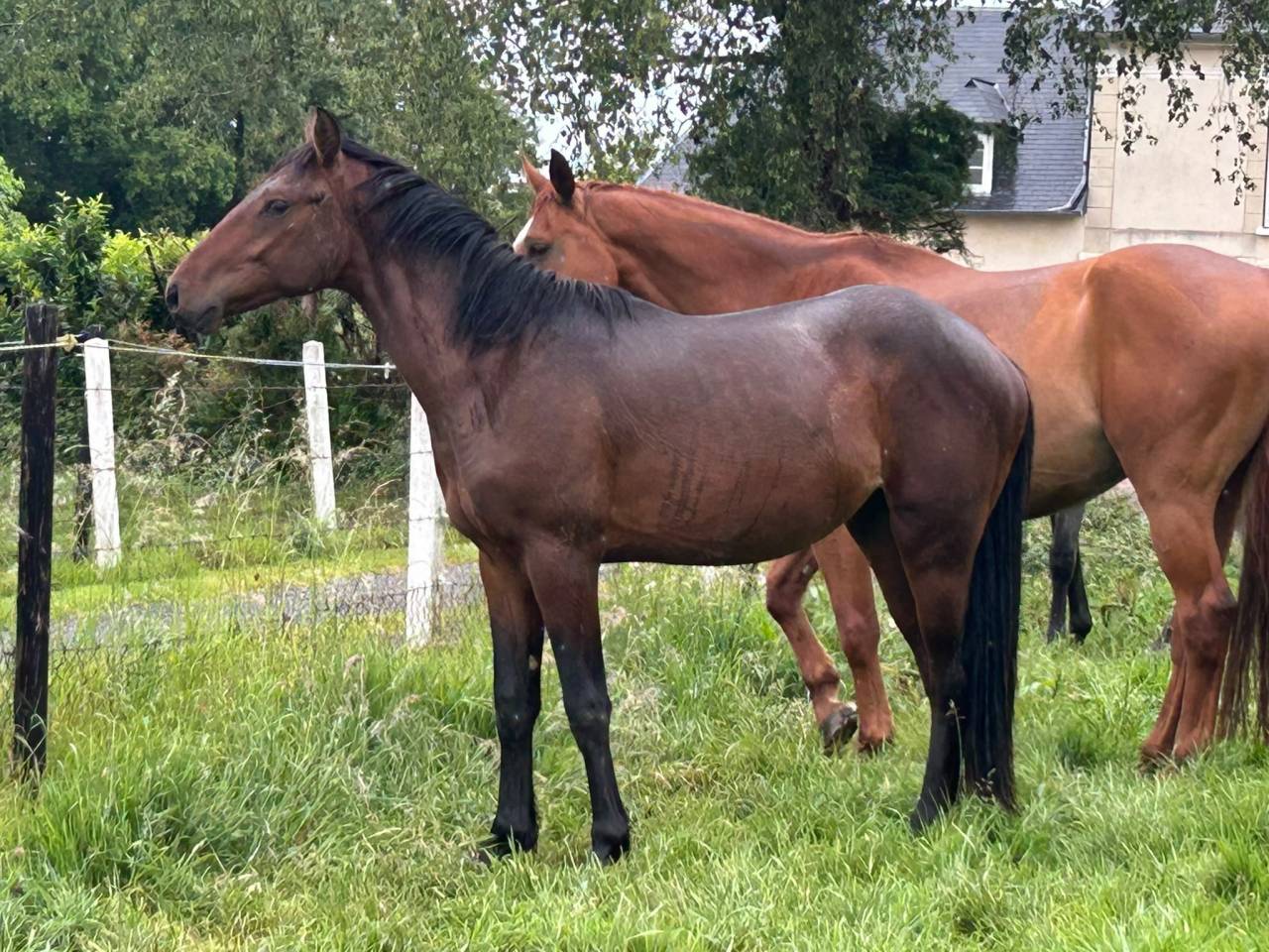 Magnifique male de 2 ans 