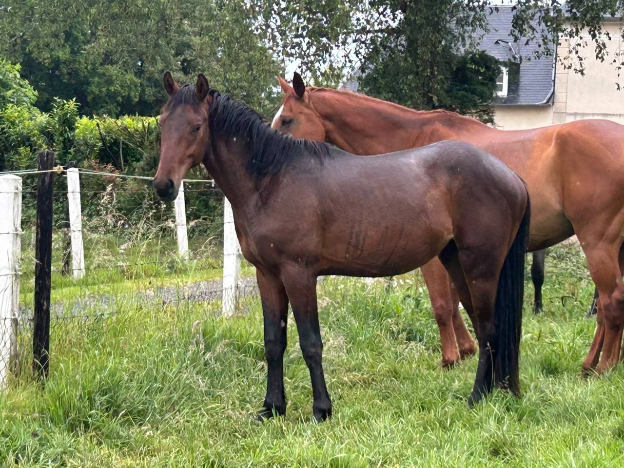 Magnifique male de 2 ans 