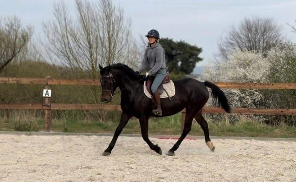 Jument trotteuse &agrave; vendre 