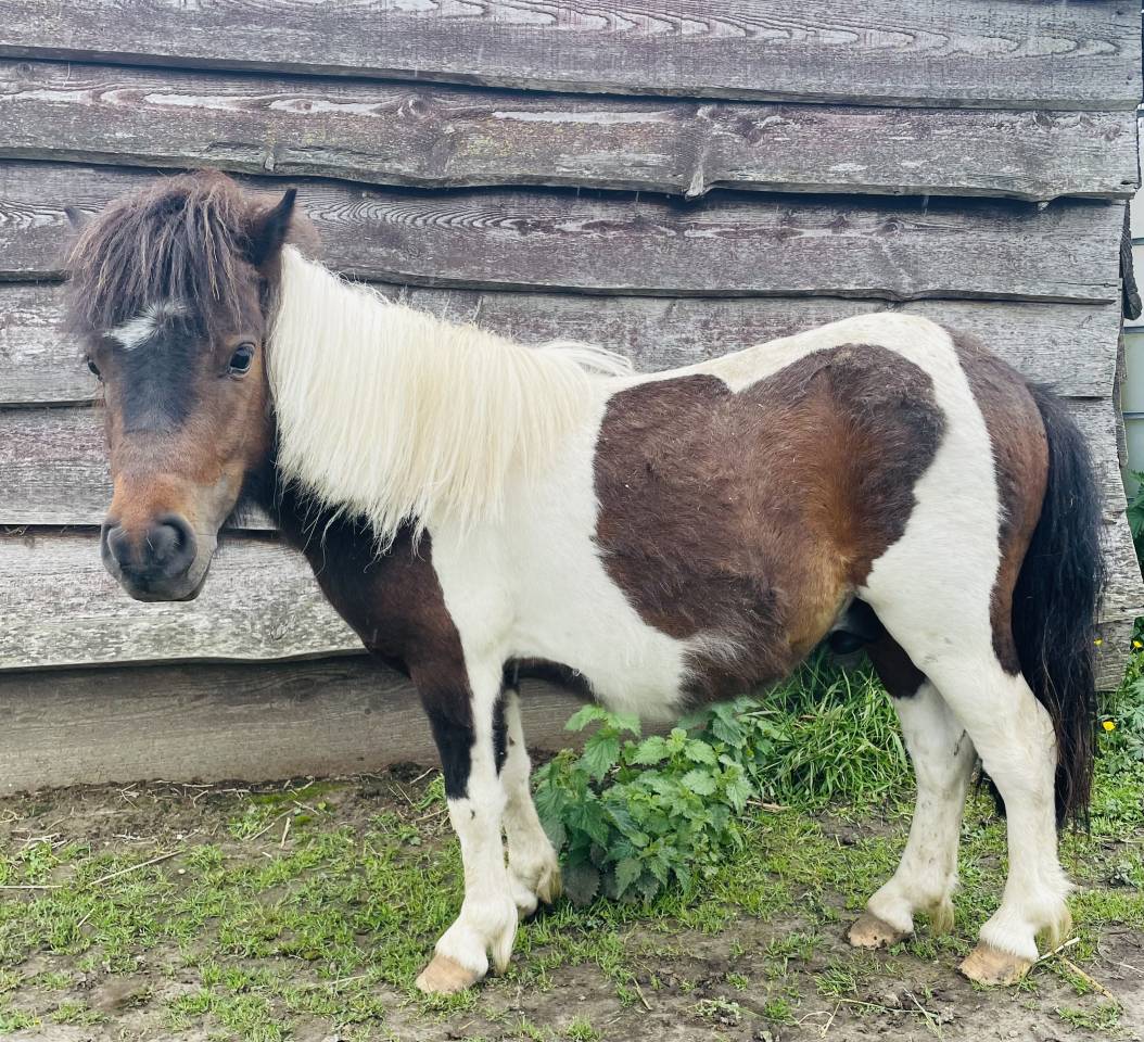 Shetland male 2 ans