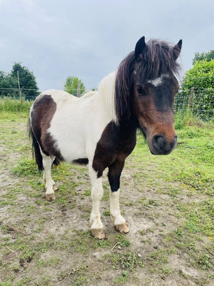 Shetland male 2 ans