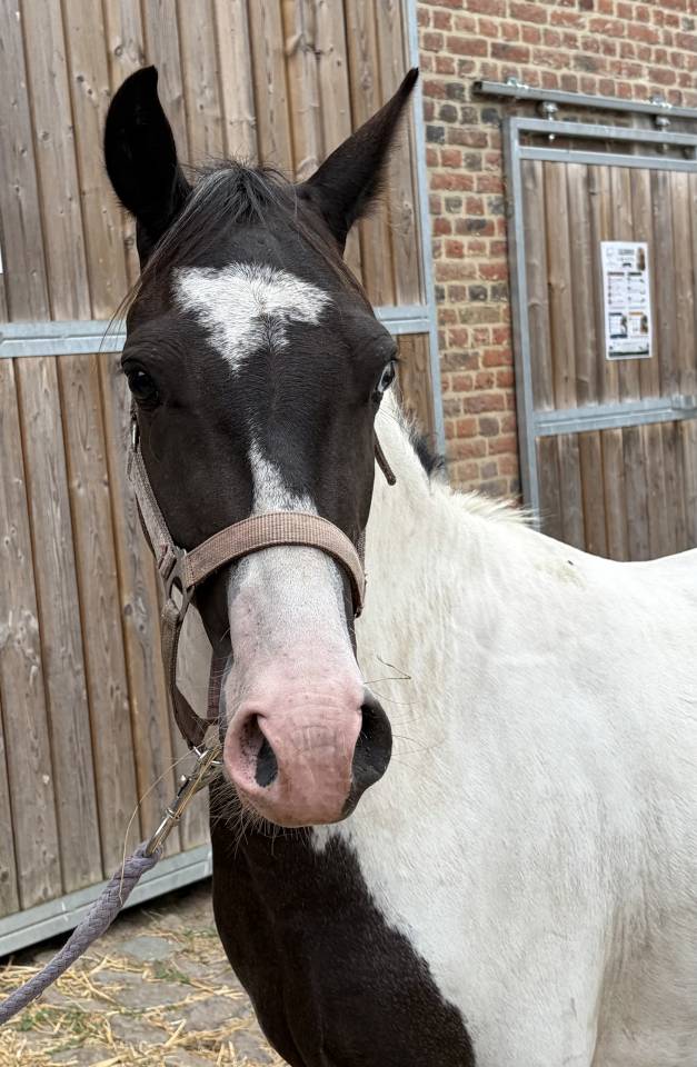 Poney pie 3 ans 