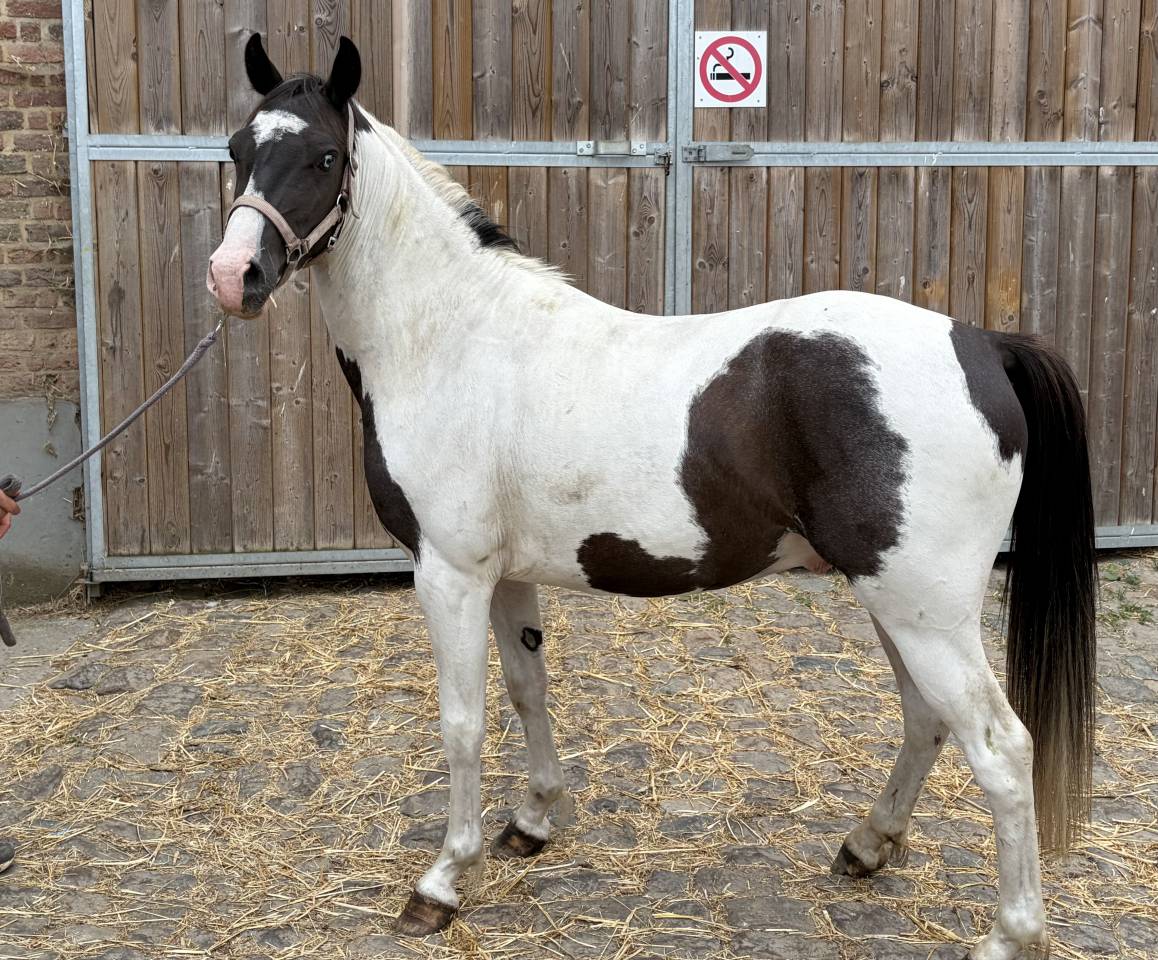 Poney pie 3 ans 