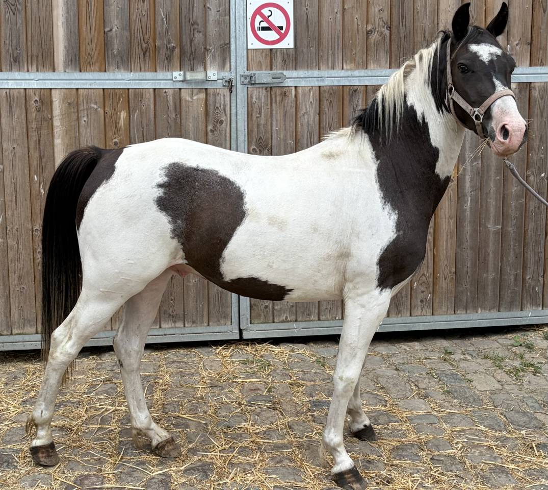 Poney pie 3 ans 
