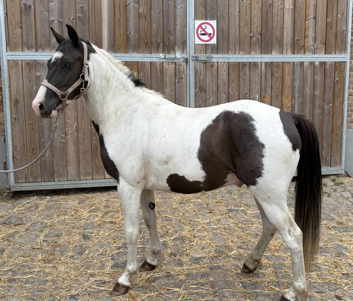 Poney pie 3 ans 