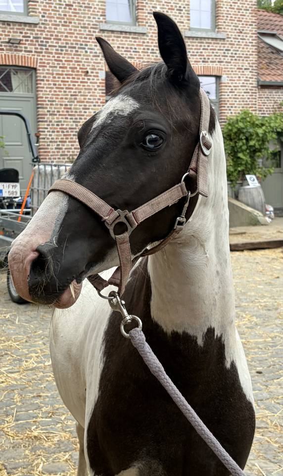 Poney pie 3 ans 