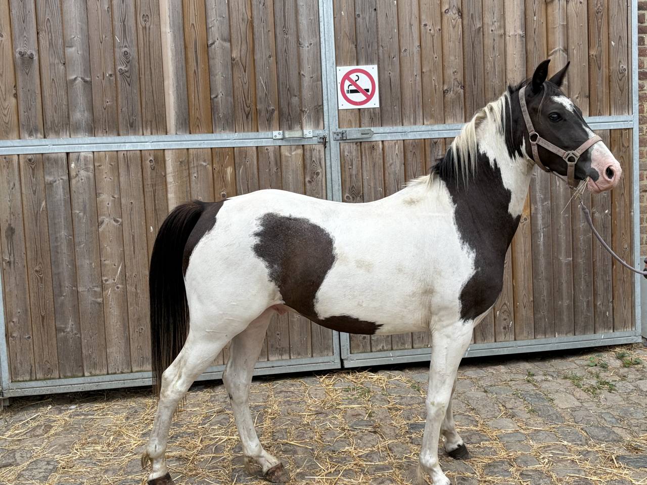 Poney pie 3 ans 