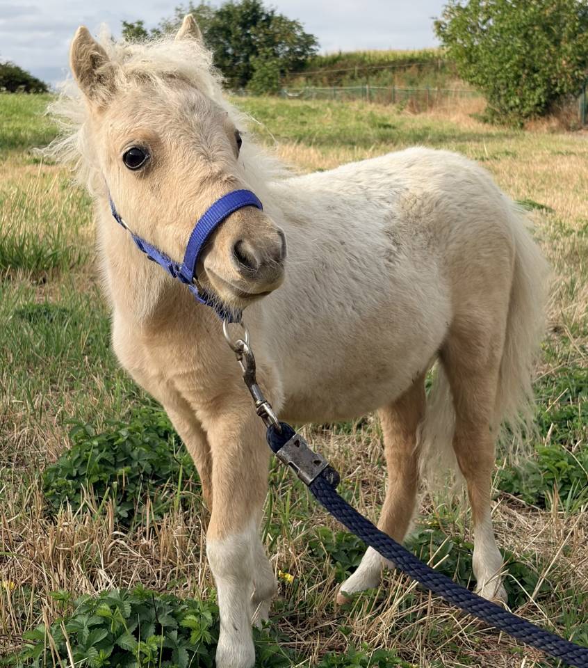 Mini shetland Etalon 