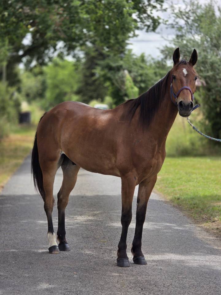 Cheval de loisirs