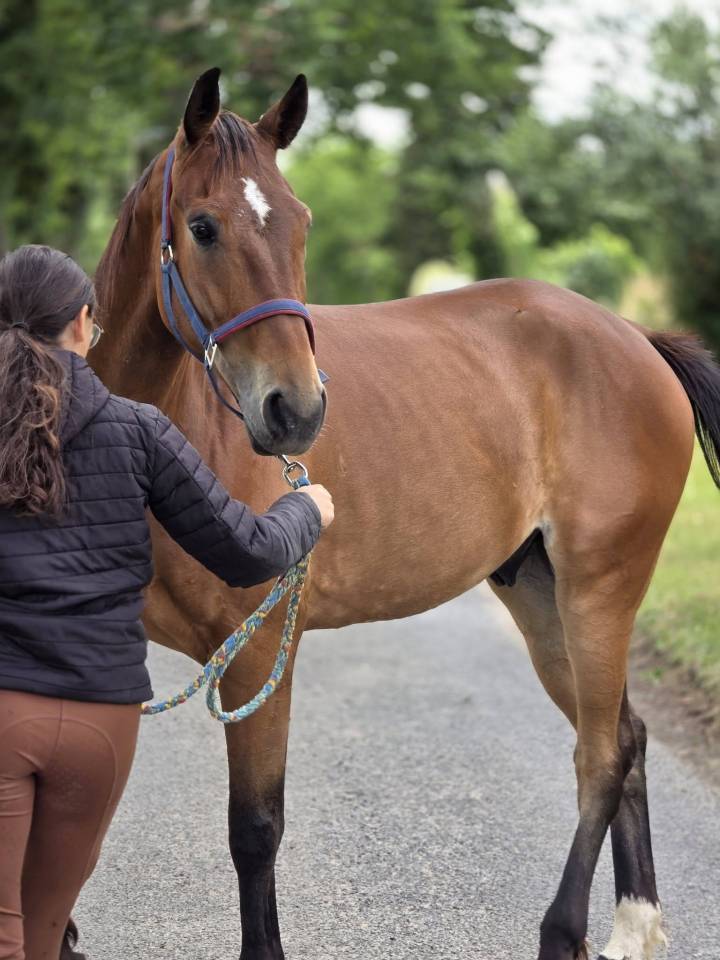 Cheval de loisirs