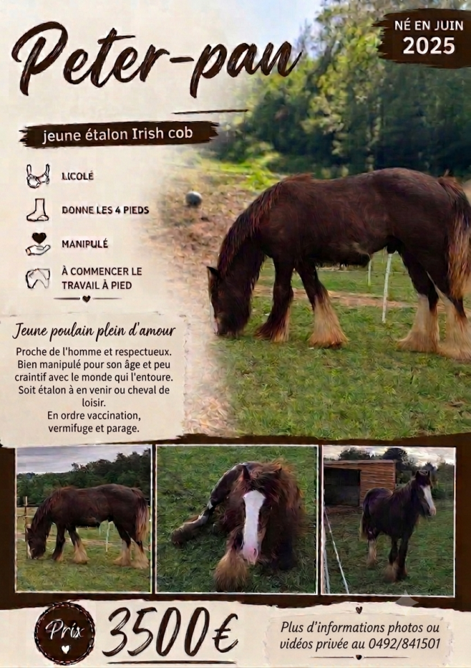 Poulain &Eacute;talon irish cob 
