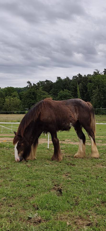 Poulain &Eacute;talon irish cob 