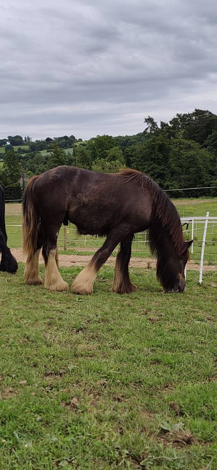 Poulain &Eacute;talon irish cob 