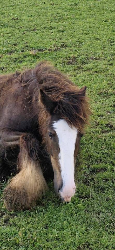 Poulain &Eacute;talon irish cob 
