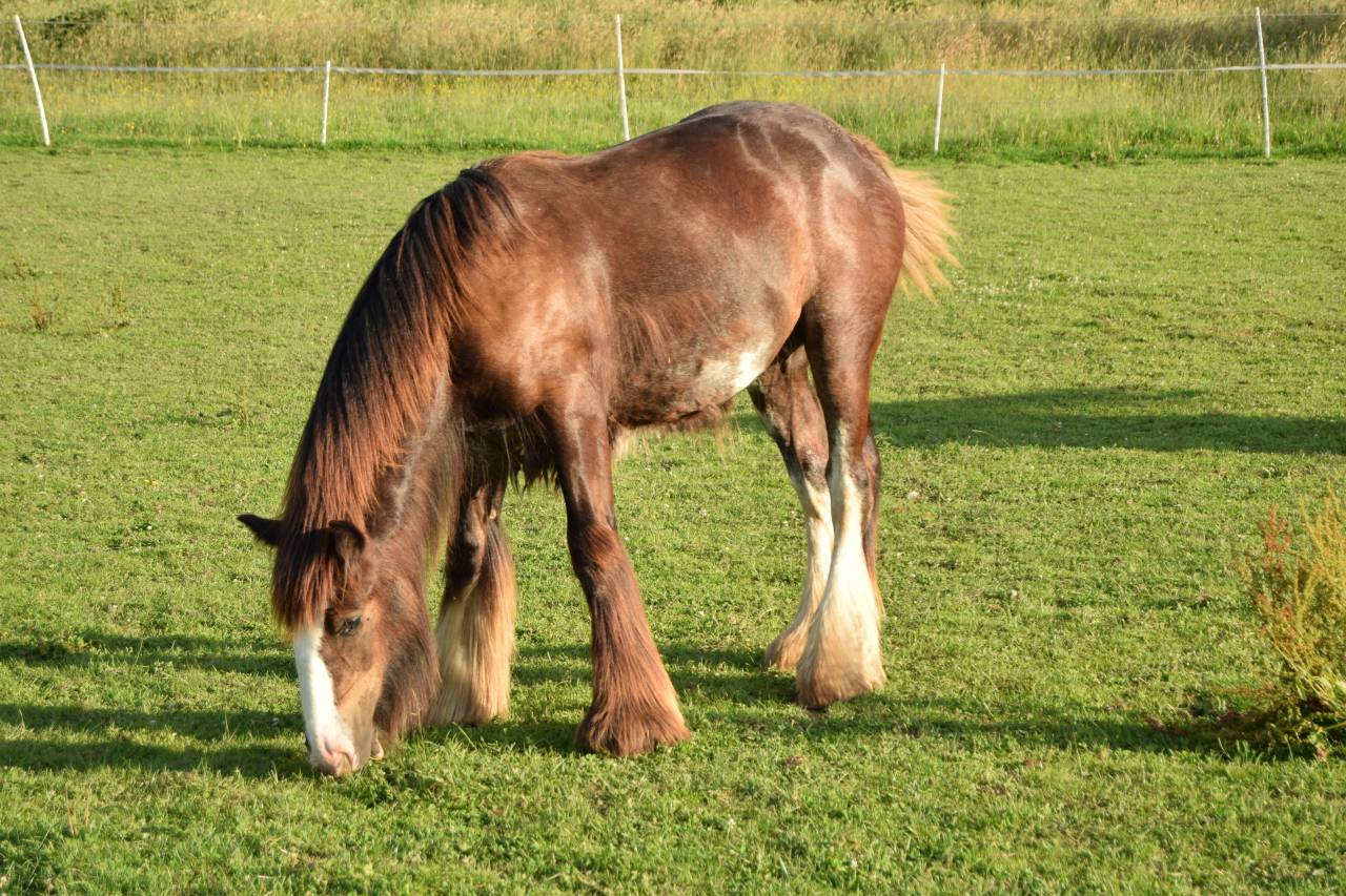 Poulain &Eacute;talon irish cob 